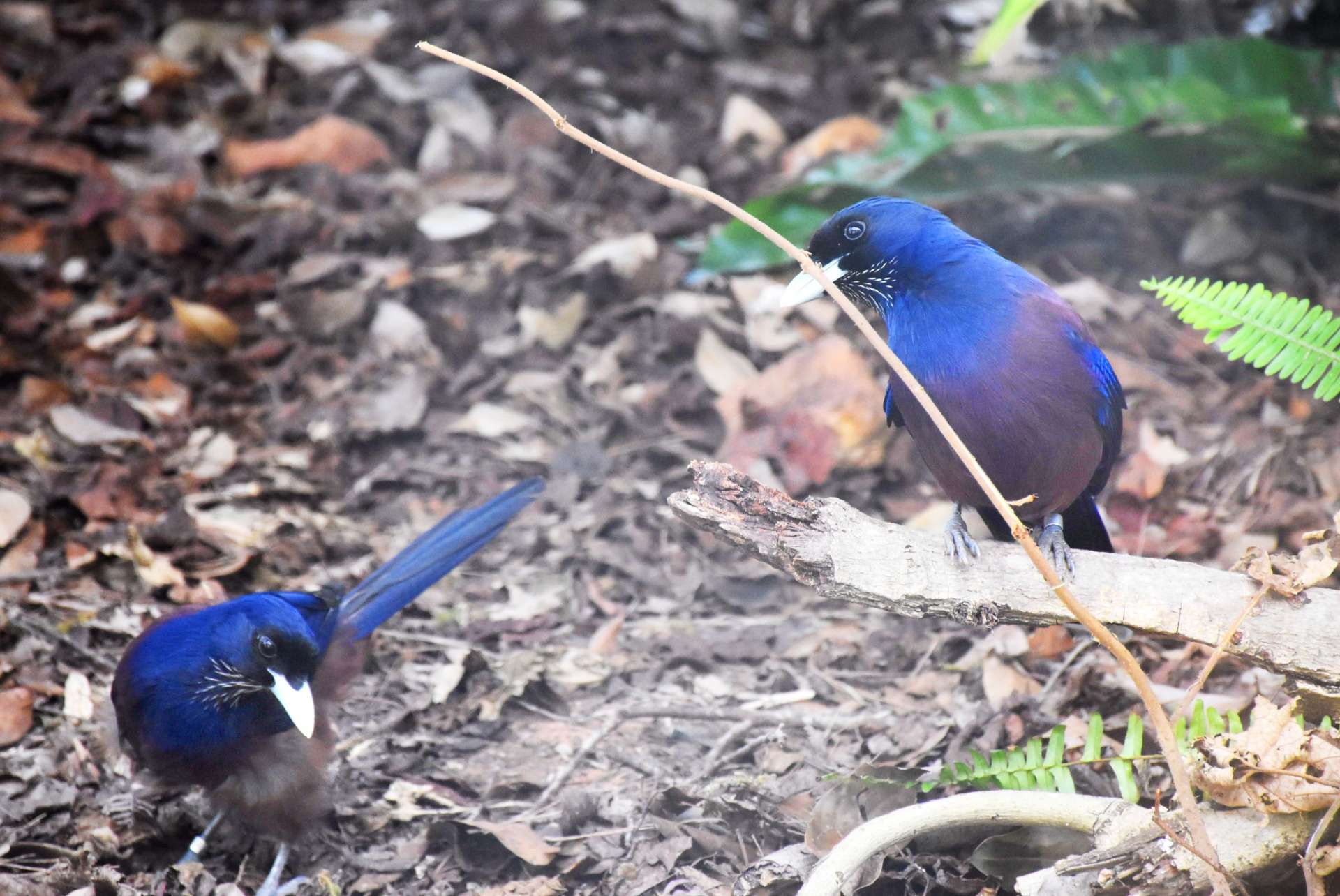 瑠璃色の羽がきれいなルリカケス。国際自然保護連合のレッドリストで絶滅危惧種の分類から外れた＝５月、大和村のアマミノクロウサギミュージアムＱｕｒｕＧｕｒｕ
