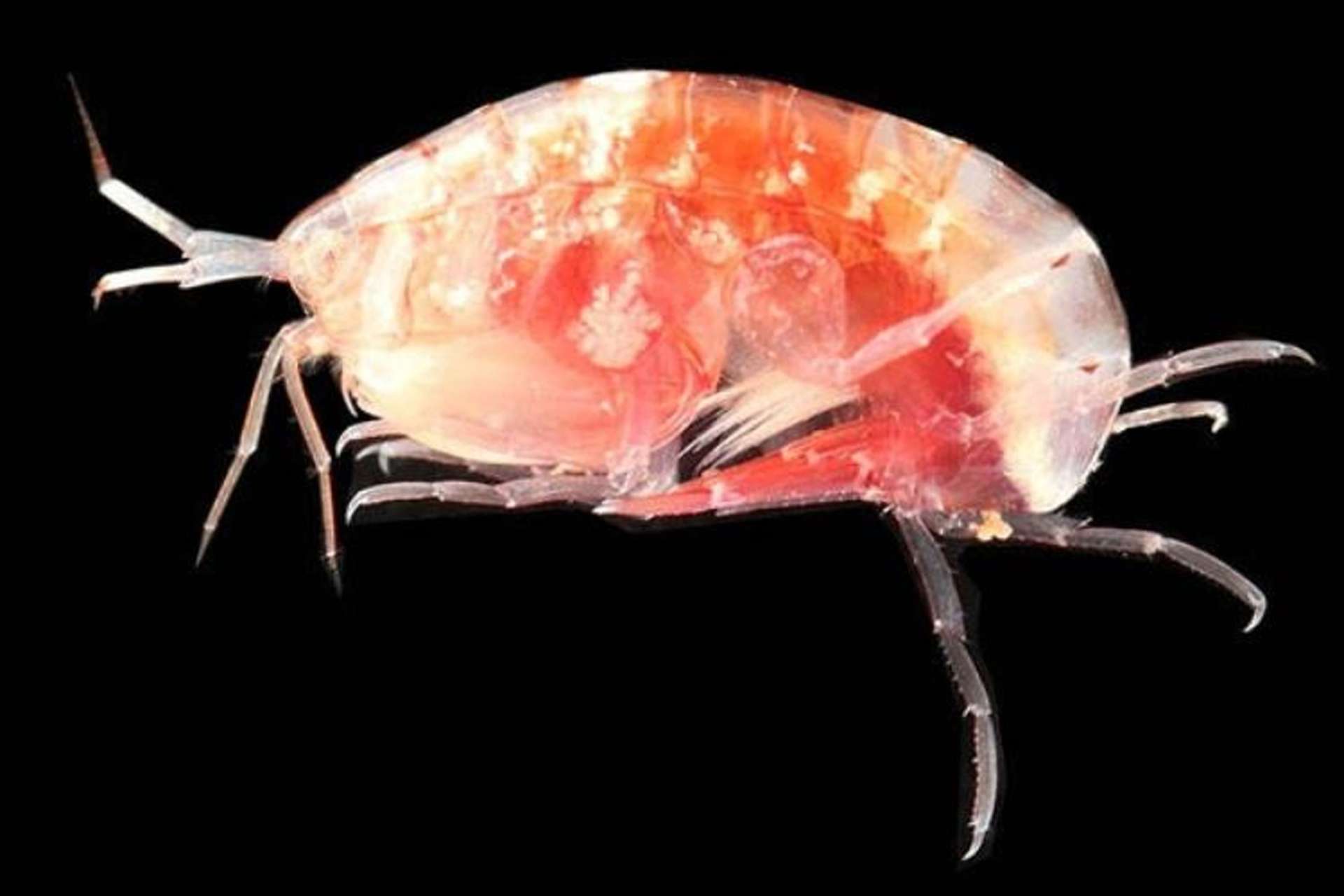 ユキミノノマルハサミヨコエビ（中島広喜氏撮影）