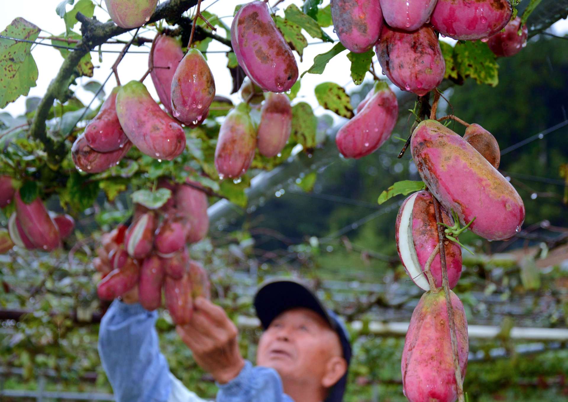 収穫期を迎えたアケビ＝さつま町白男川