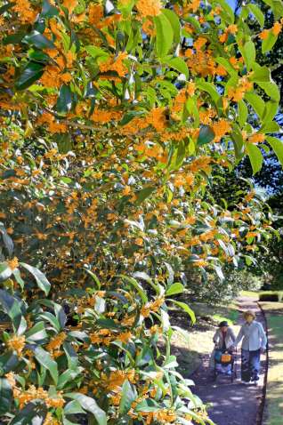 （別カット）甘い香りを放ちながら咲くキンモクセイ＝６日、鹿児島市のオアシスケア吉野公園
