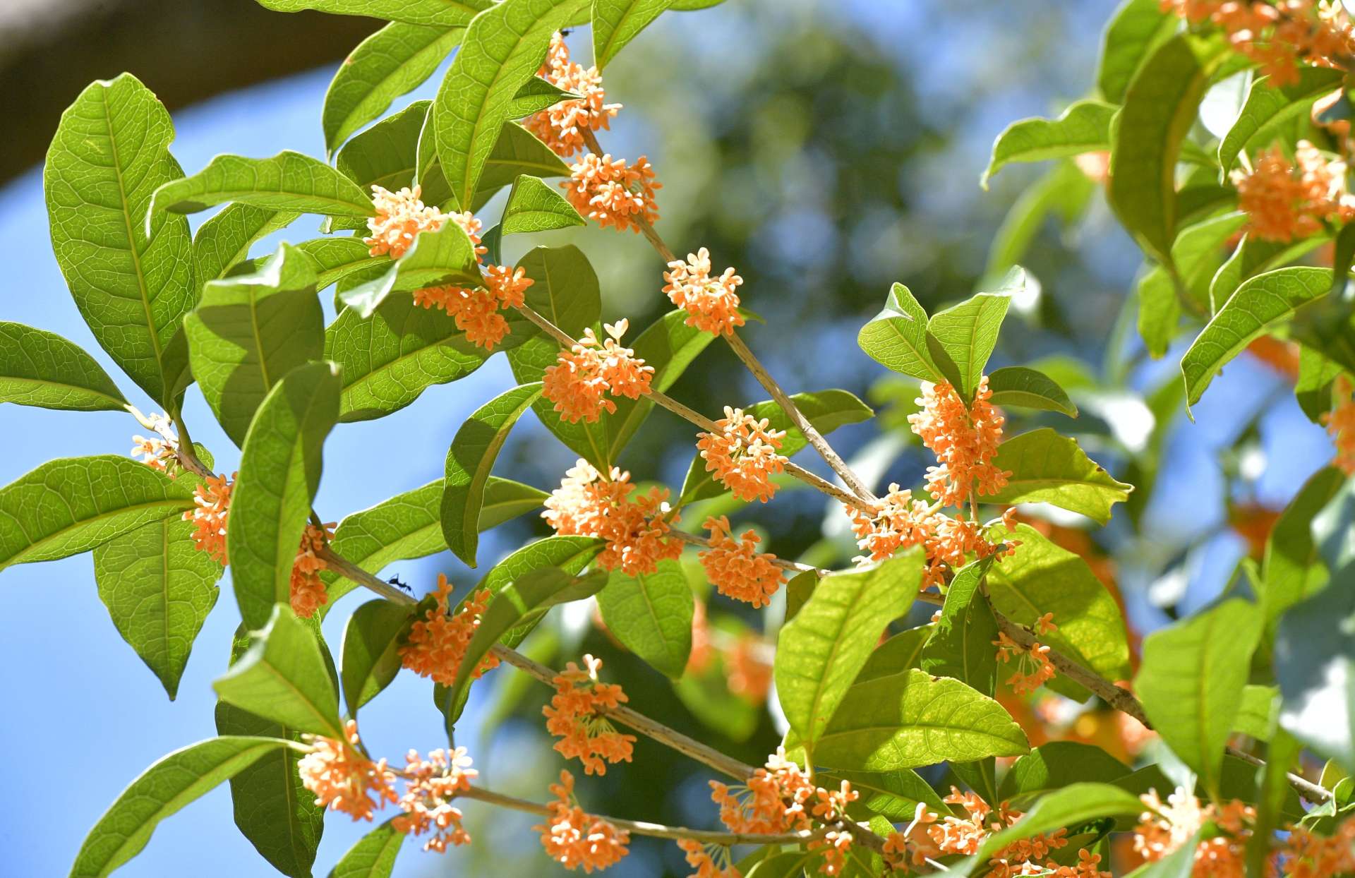 甘い香りを漂わせて咲くキンモクセイ＝６日、鹿児島市のオアシスケア吉野公園