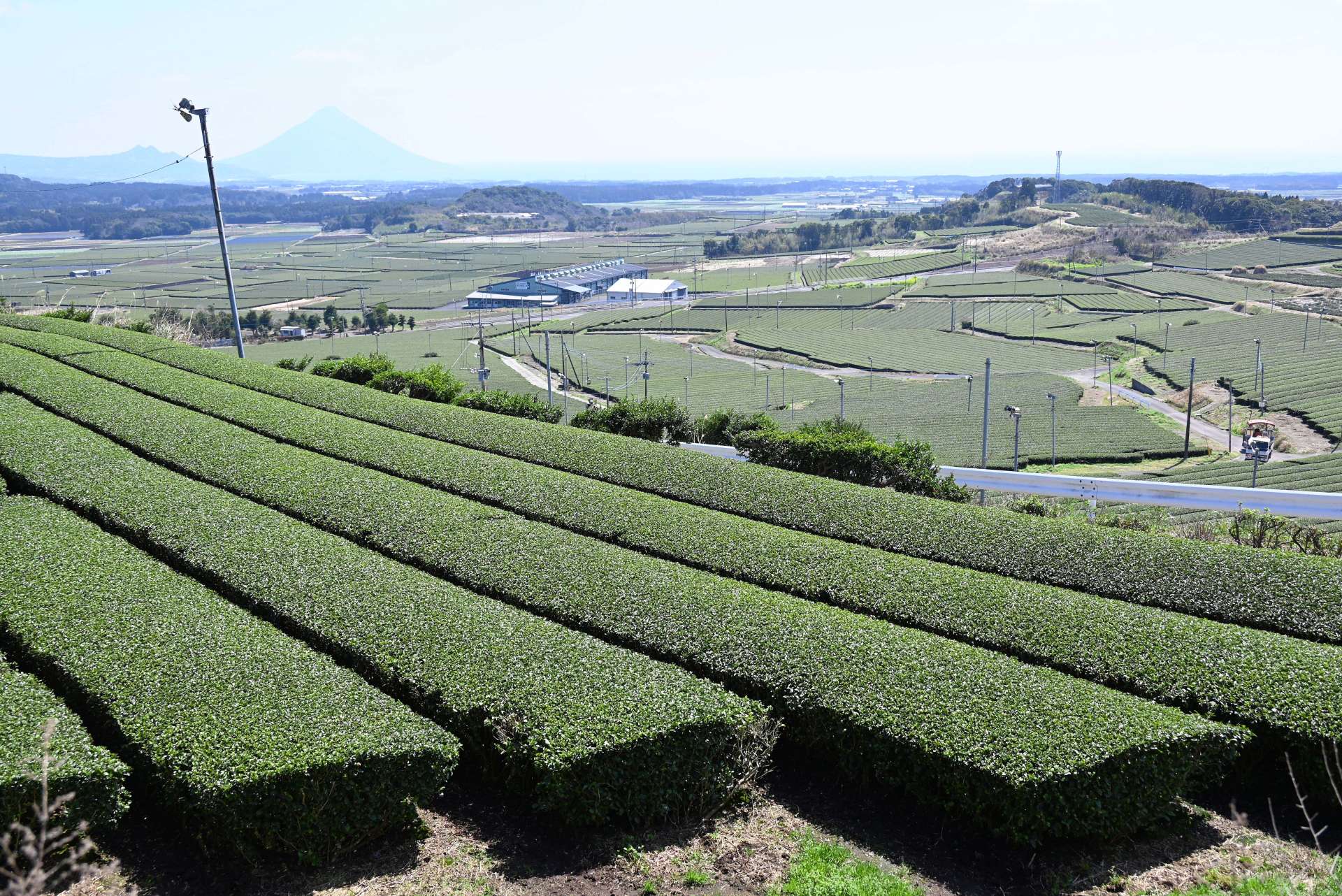 見渡す限りの茶畑＝鹿児島県南九州市知覧
