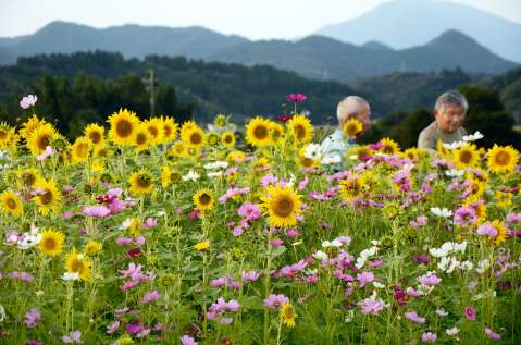 【別カット】競演する角郷地区のコスモスとヒマワリ＝４日、さつま町久富木