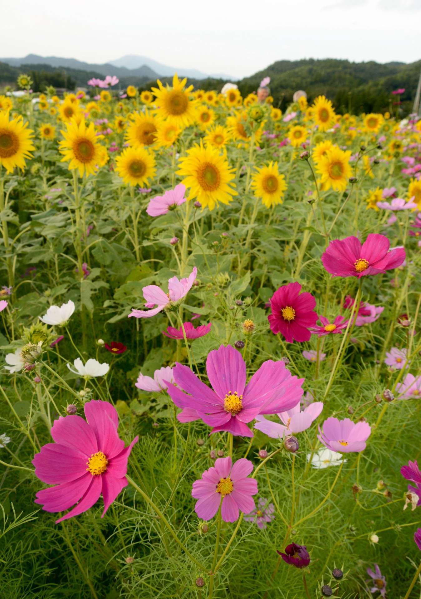 競演する角郷地区のコスモスとヒマワリ＝４日、さつま町久富木