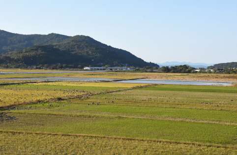 荒崎にある野鳥のねぐら＝７日午後、出水市荘