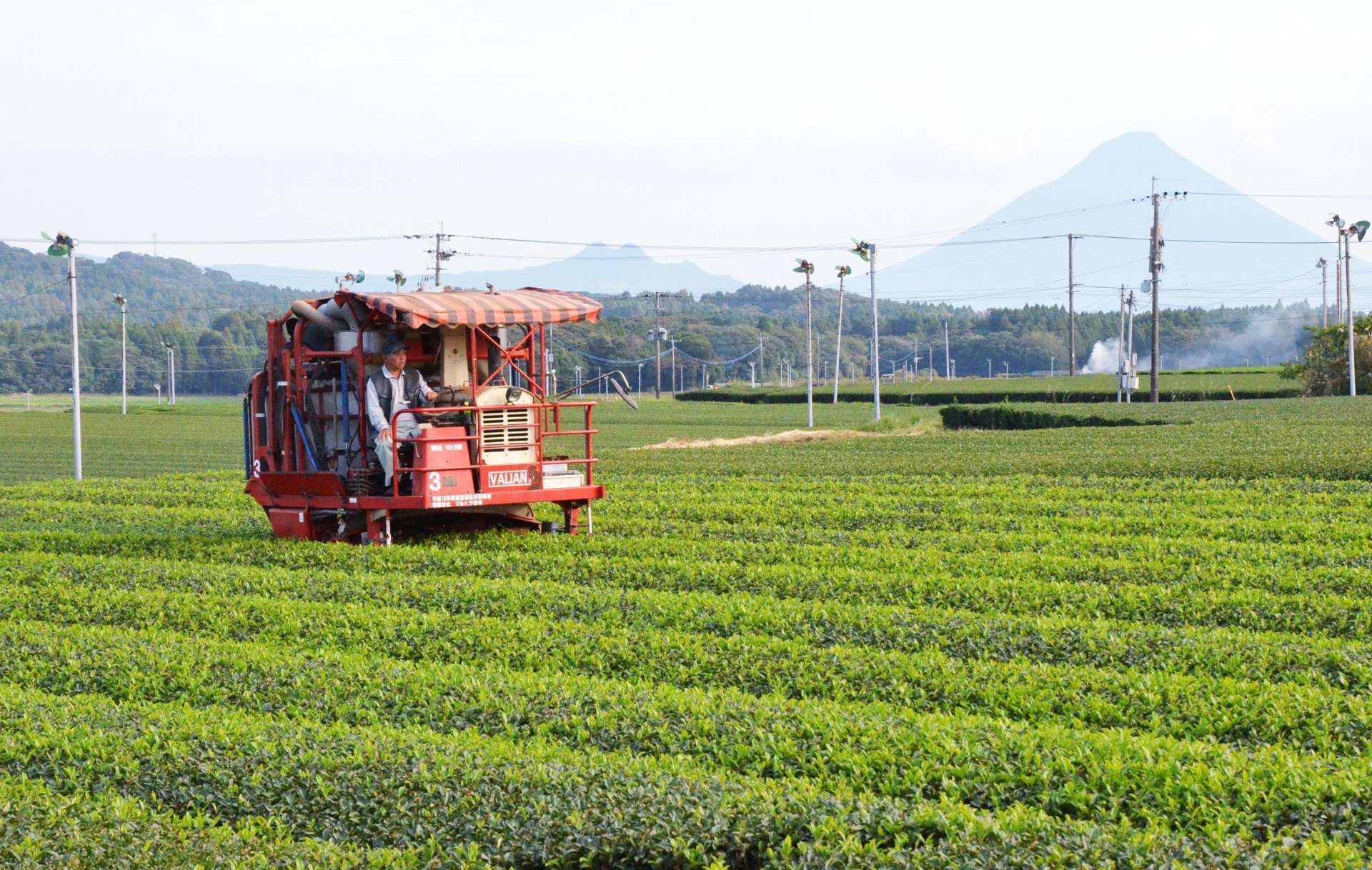 取引価格が急騰する秋冬番茶。１１月初旬まで摘採が続く＝７日、南九州市