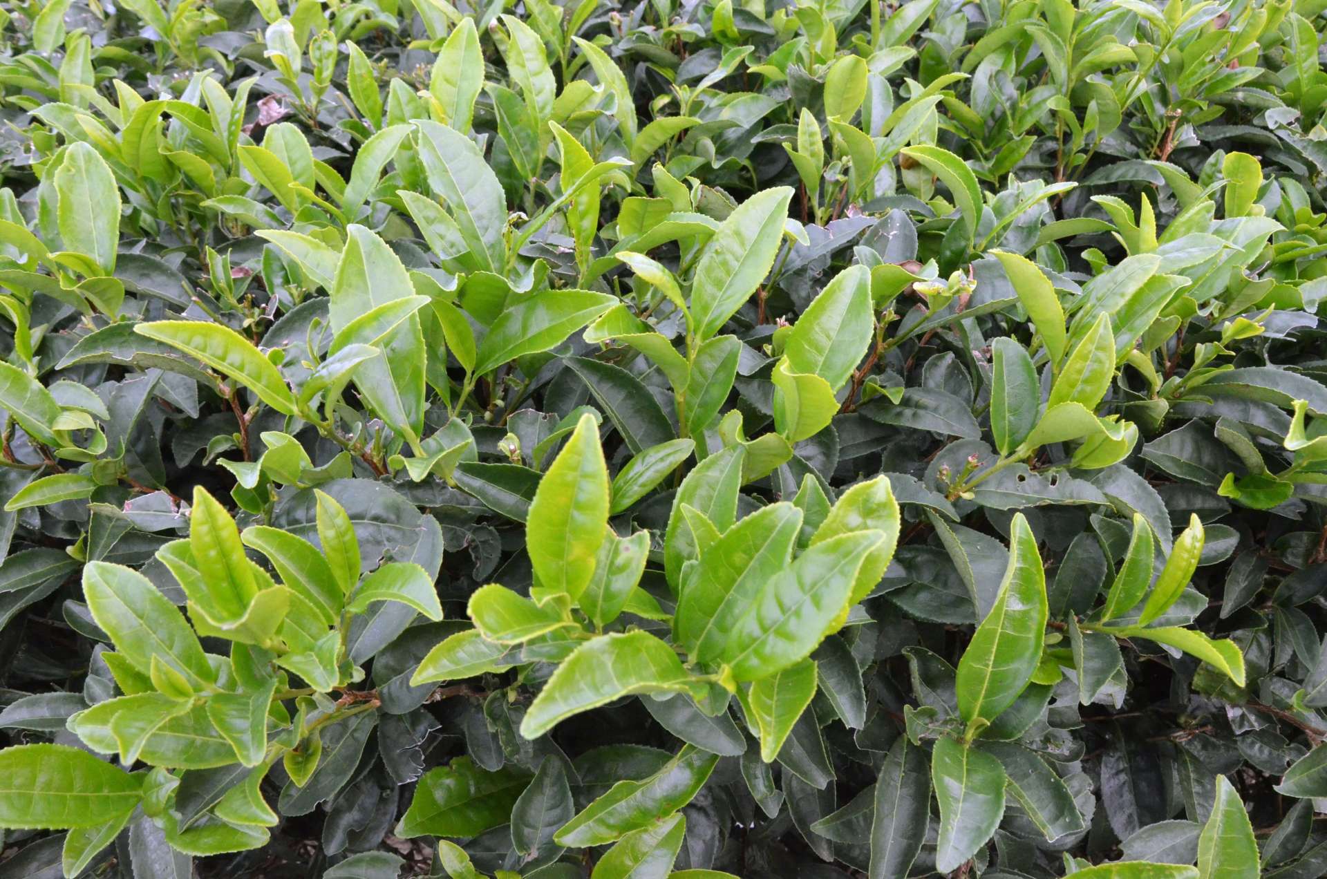 取引価格が急騰している秋冬番茶＝７日、南九州市