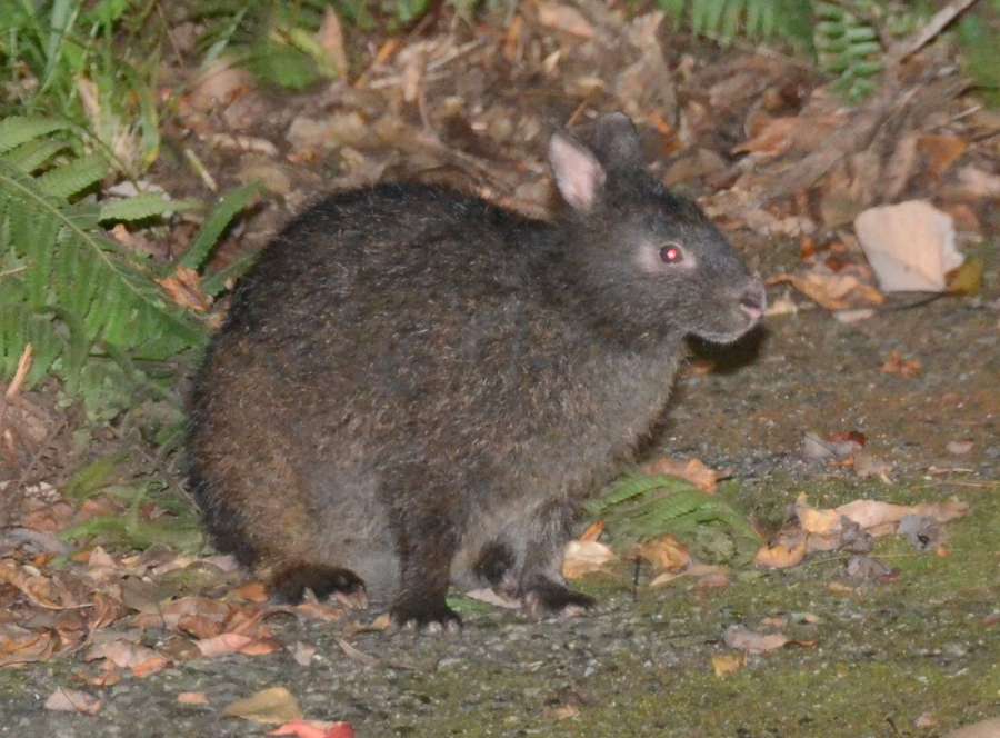 道路に現れたアマミノクロウサギ＝２０２４年８月、奄美大島