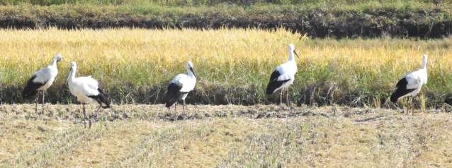 （別カット）田んぼで羽を休めるコウノトリ＝霧島市国分湊