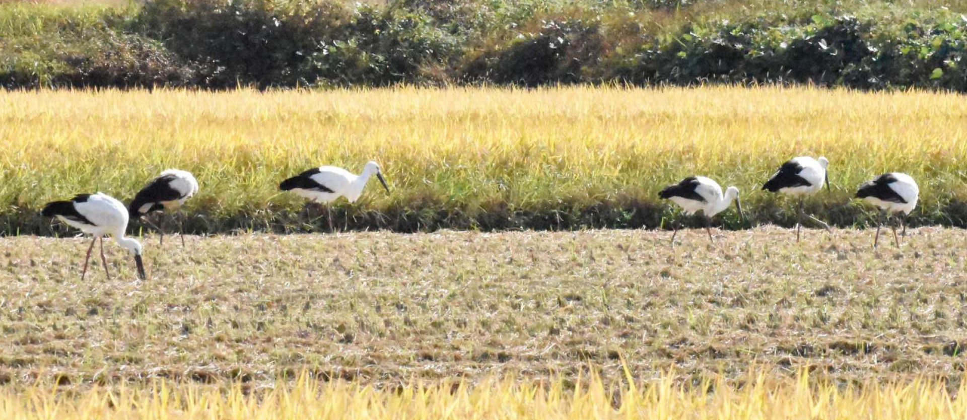 田んぼで羽を休める６羽のコウノトリ＝霧島市国分湊