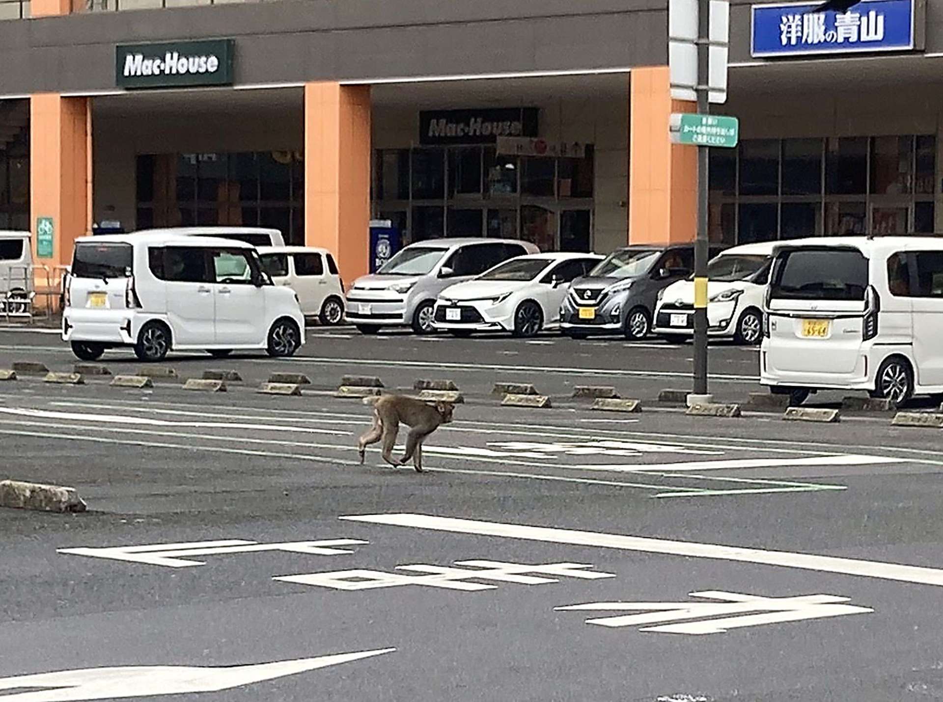商業施設の駐車場に出没したサル＝１１日午前９時２０分ごろ、鹿児島市与次郎１丁目