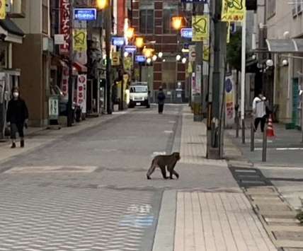 〈関連＝新幹線が止まるＪＲ鹿児島中央駅のすぐ近くにも〉鹿児島市中央町の路上に現れた１匹のサル＝１１日午前７時半ごろ、鹿児島市中央町（提供写真）