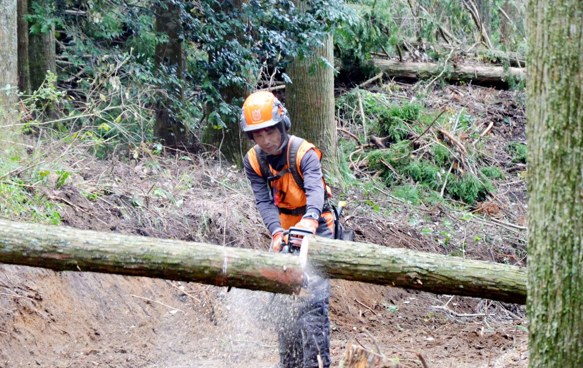 造材作業をする参加者＝１１日、霧島市