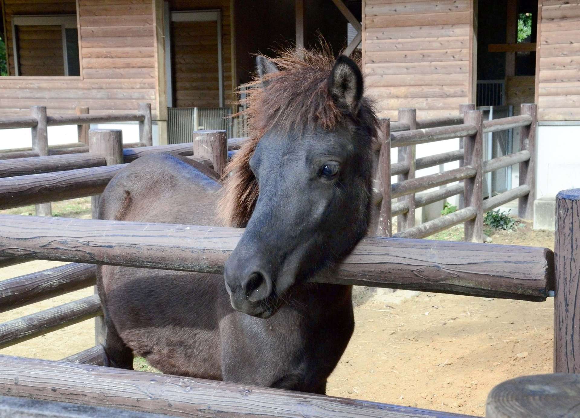 喜界島へ旅立ったトカラウマの雄ハルキ＝７日、鹿児島市の平川動物公園