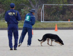 嘱託警察犬の審査会で嗅覚を頼りに足跡をたどる犬＝１１日午後、鹿児島市桜島横山町