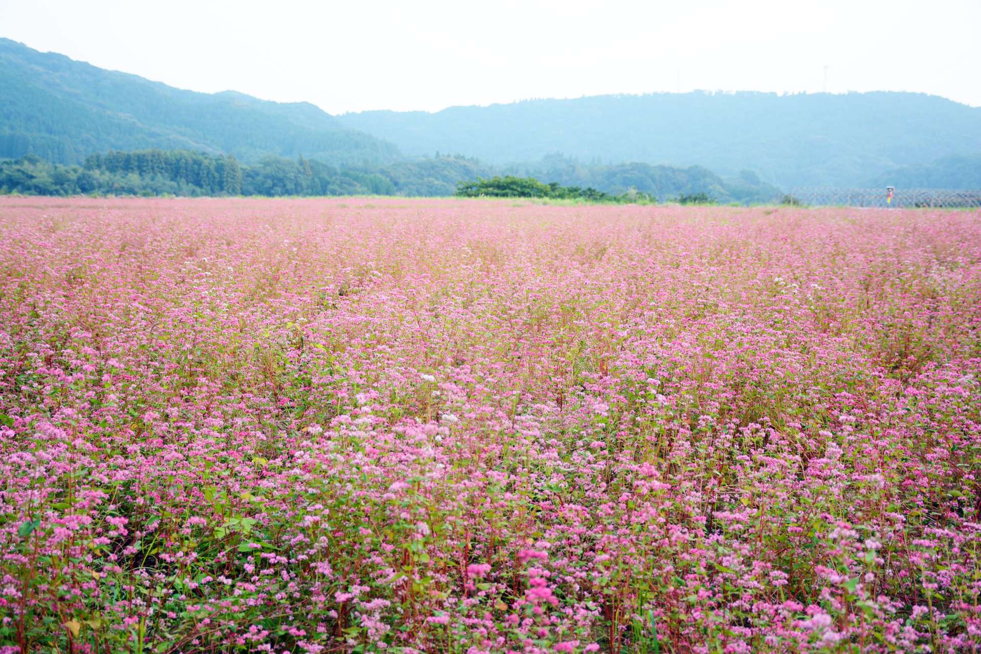 見頃を迎えた赤ソバ＝２日、鹿児島県枕崎市田布川町