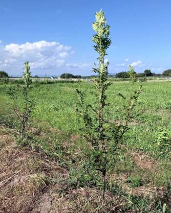 ８月初旬、順調に生育しているサンショウ（大崎町農林振興課提供）