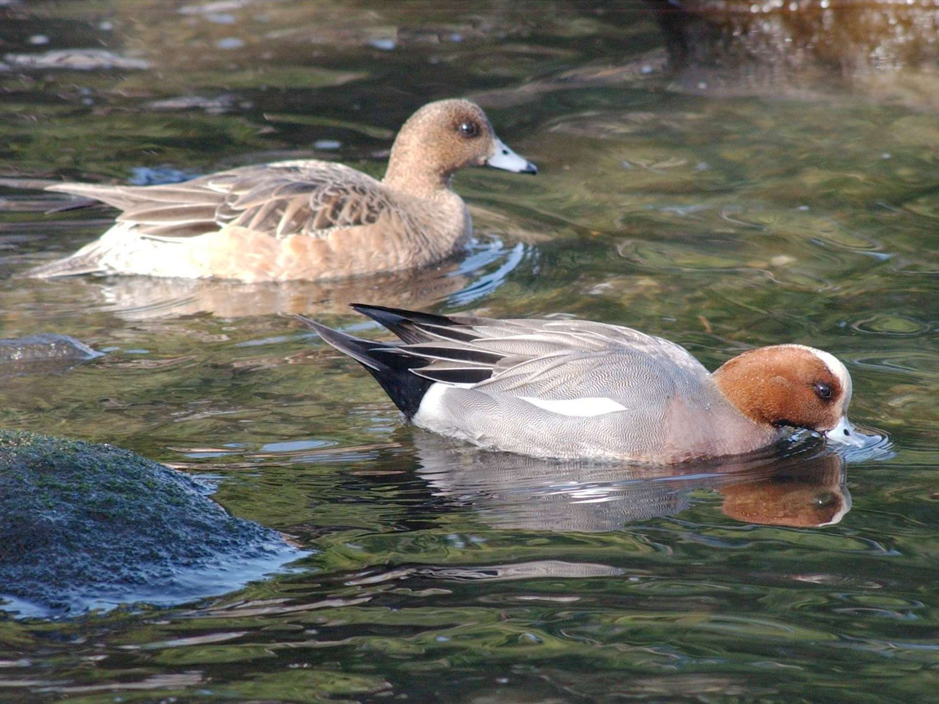〈資料写真〉ヒドリガモ