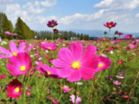 県外・宮崎