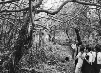 昭和５７年７月２２日、豊かな自然の残る喜界島・荒木遊歩道のガジュマル林。紙面によると「美しい海と照りつける太陽、うっそうと生い茂る亜熱帯樹林はいかにも南国。島の南西に広がる荒木海岸国定公園には、手つかずの自然が残っている。島にはまた平家落人の伝説、俊寛の言い伝えなども数々秘められており、いっそうの旅情をかき立てる」と伝えている。